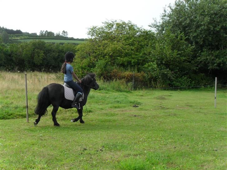 Shetlænder Trøstmosegaadens Speedy<3 - jeg kommer igen:P billede 7
