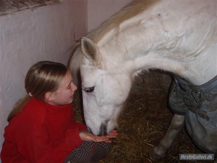 Welsh Pony (sec B) Dundee - (red) solgt! - *10* Dundeeog jeg hygger lidt.   taget af: clara MAN MÅ IKKE KOPIRE MINE BILLEDER!! billede 10