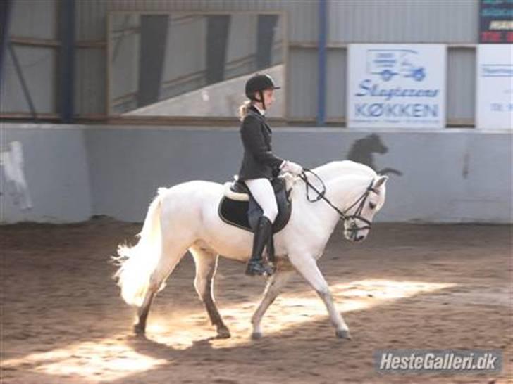 Welsh Mountain (sec A) Charlie star BEST FRIENDS - 15) Smukt dygtig dreng! :D Taget af gamle ejer billede 14