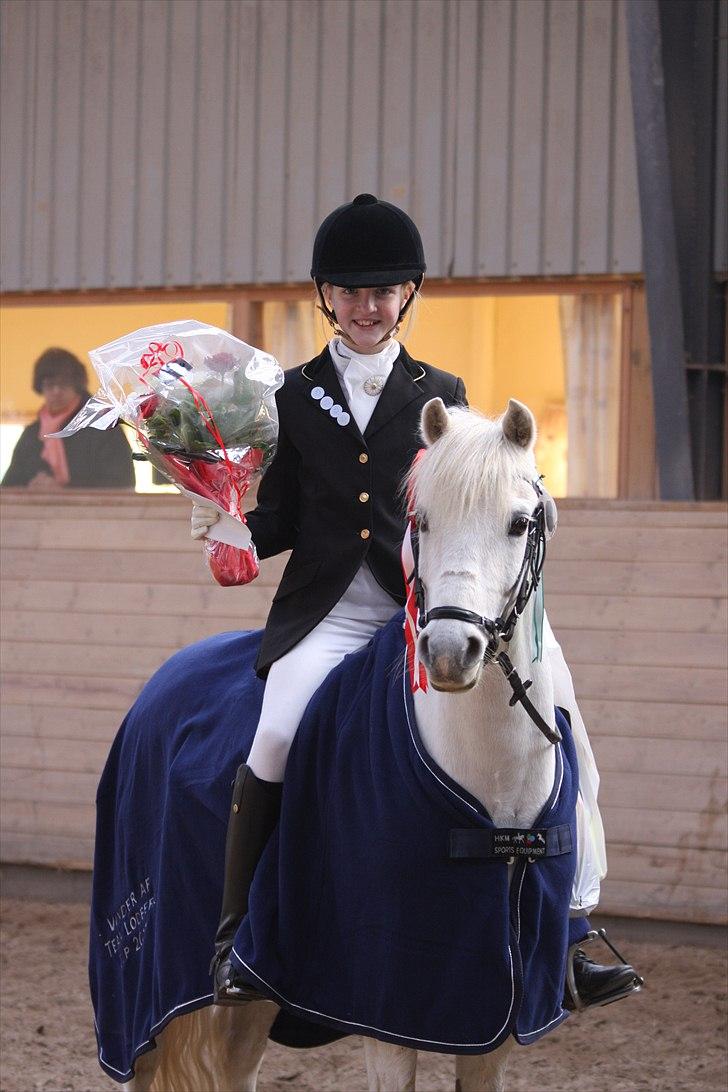 Welsh Pony (sec B) Møllegaards Showman A-Pony " Solgt" - Til Stævne i ØSR - Vinder af Lodberg Cup 2011 :-))))))))))))))) med Sandra billede 15