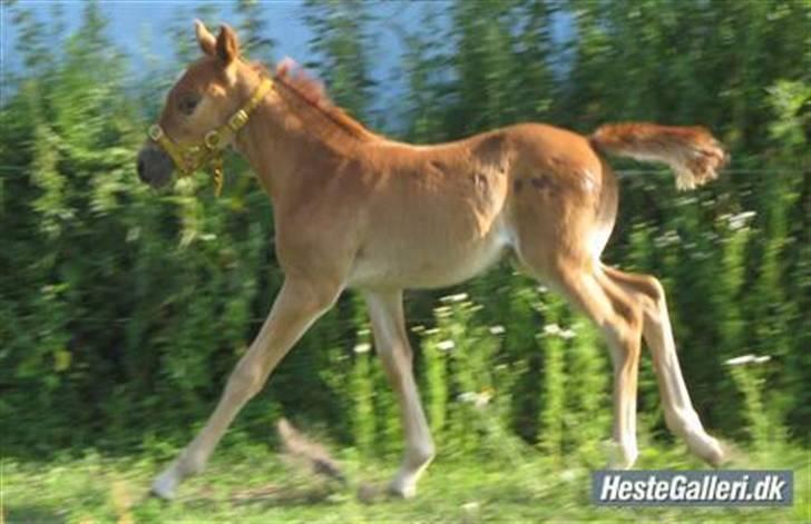 Anden særlig race DK Bjørnholts Allstar Søs<3 R.I.P - 4) løbe løbe lege lege Taget af Karina billede 4