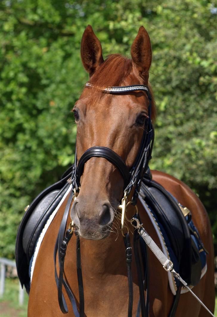 Trakehner Hot Lady in Red *R.I.P* billede 1