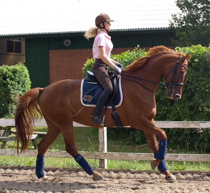 Trakehner Hot Lady in Red *R.I.P* billede 2