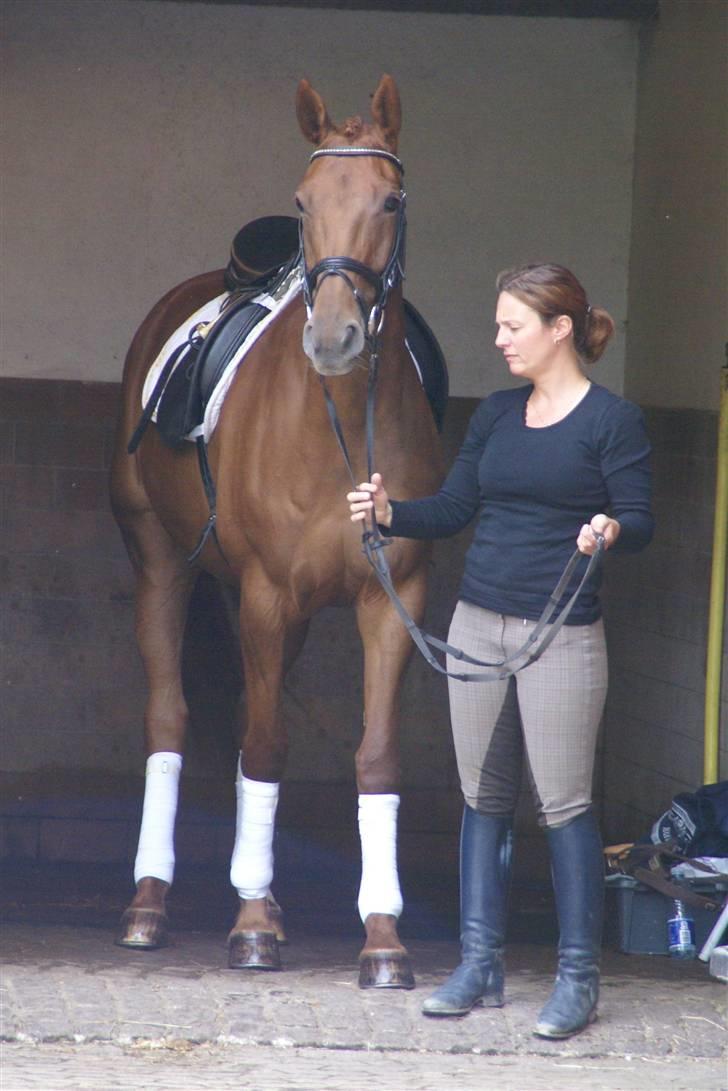 Trakehner Hot Lady in Red *R.I.P* billede 3