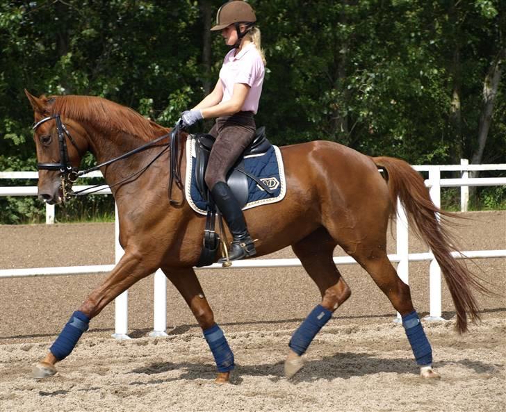 Trakehner Hot Lady in Red *R.I.P* billede 4