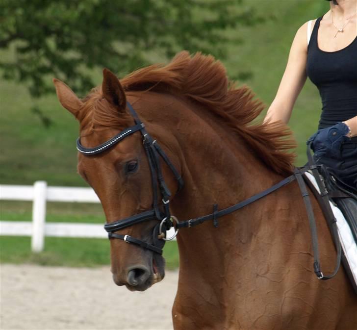 Trakehner Hot Lady in Red *R.I.P* billede 7