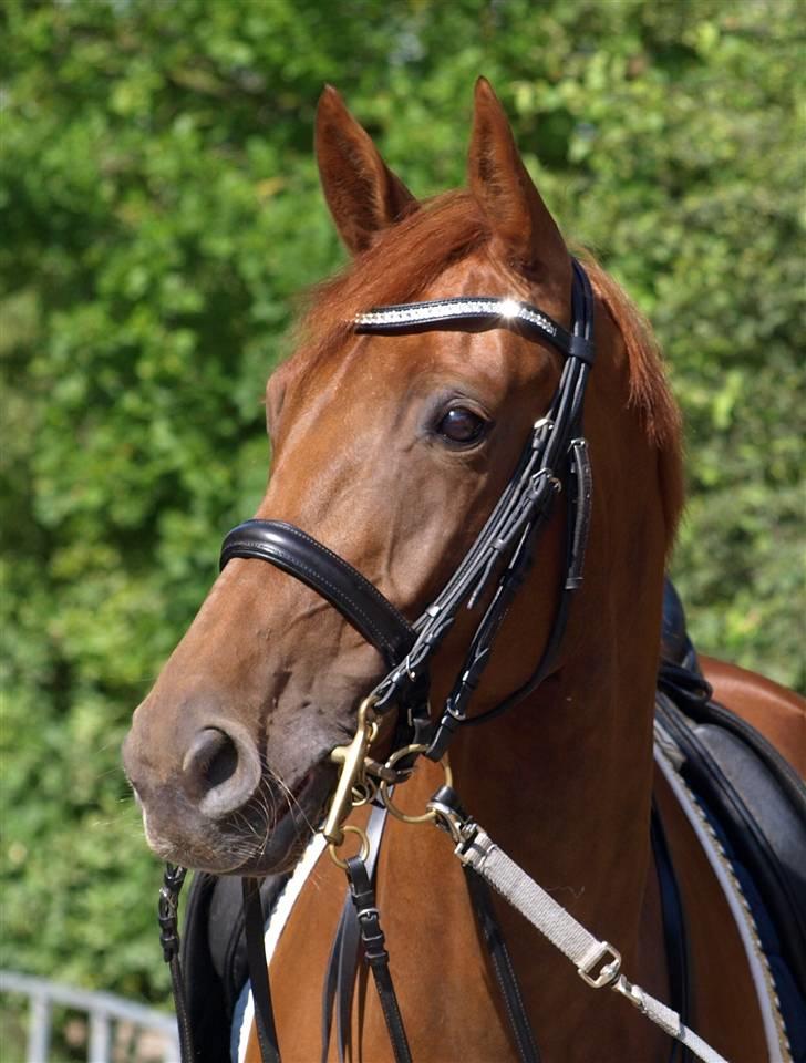 Trakehner Hot Lady in Red *R.I.P* billede 8