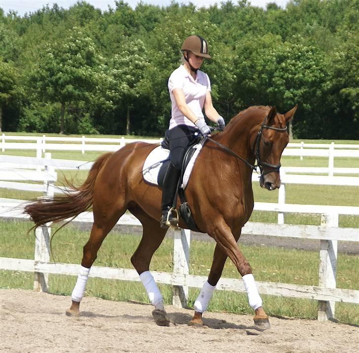 Trakehner Hot Lady in Red *R.I.P* billede 9