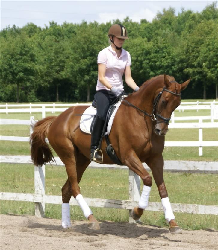 Trakehner Hot Lady in Red *R.I.P* billede 10