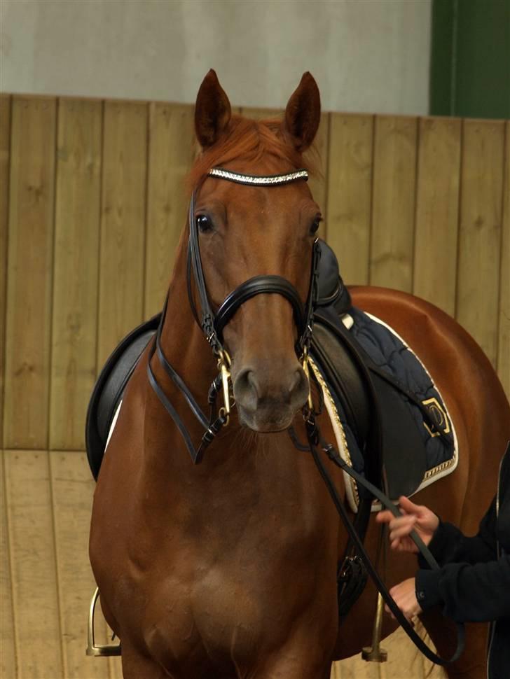 Trakehner Hot Lady in Red *R.I.P* billede 11