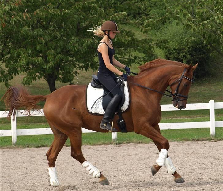 Trakehner Hot Lady in Red *R.I.P* billede 14