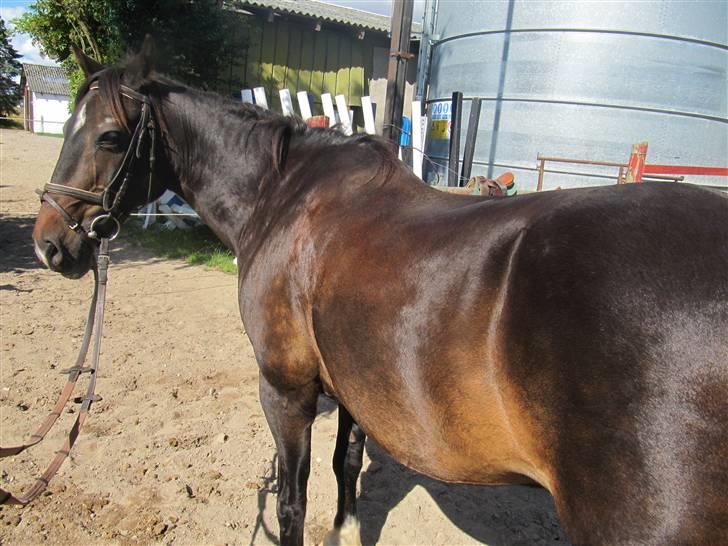 Anden særlig race Anton - Den flotte sommerpels ;D [Foto: Mig] billede 8