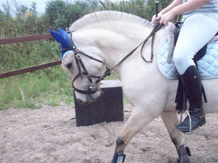 Anden særlig race Molly *Solgt* billede 19