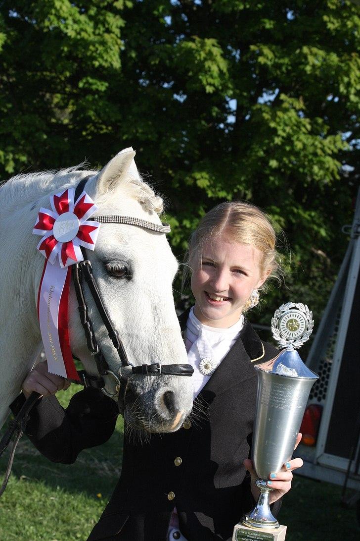 Welsh Pony (sec B) Møllegaards Showman A-Pony " Solgt" - Klubmester 2011 FRK-S med Sandra billede 19