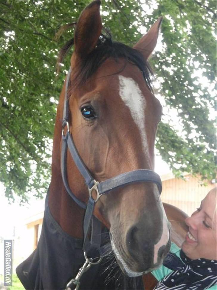 Dansk Varmblod Charming Salsa - RIP;( - Skønt billede af min dejlige hest!!! (inkl. læbestift) Foto: Frede billede 14