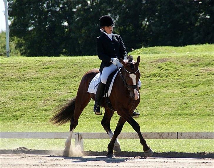 Welsh Cob (sec D) Kirz vanille Krokodille billede 3