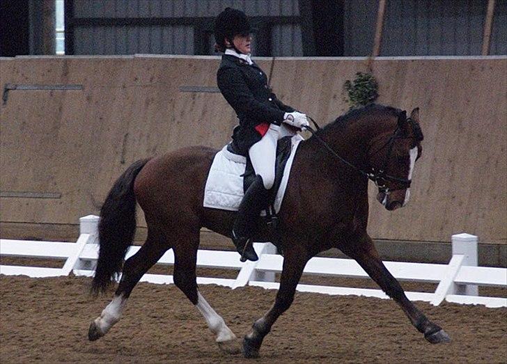 Welsh Cob (sec D) Kirz vanille Krokodille billede 4