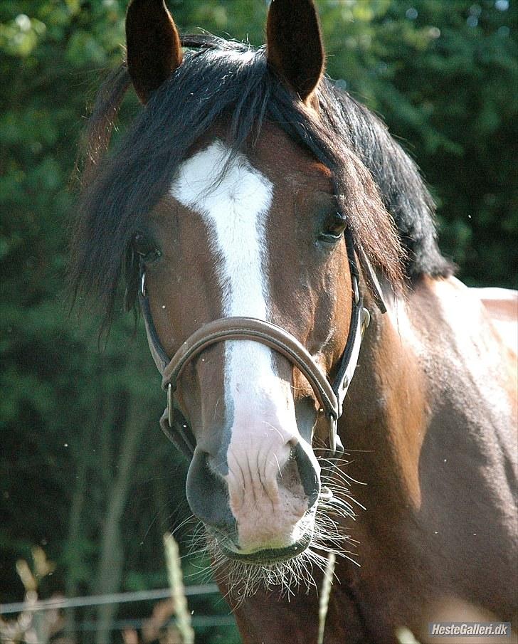 Welsh Cob (sec D) Kirz vanille Krokodille billede 5