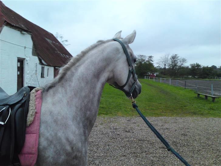 Arabisk fuldblod (OX) Farasha Al-Sahra † <3 billede 10