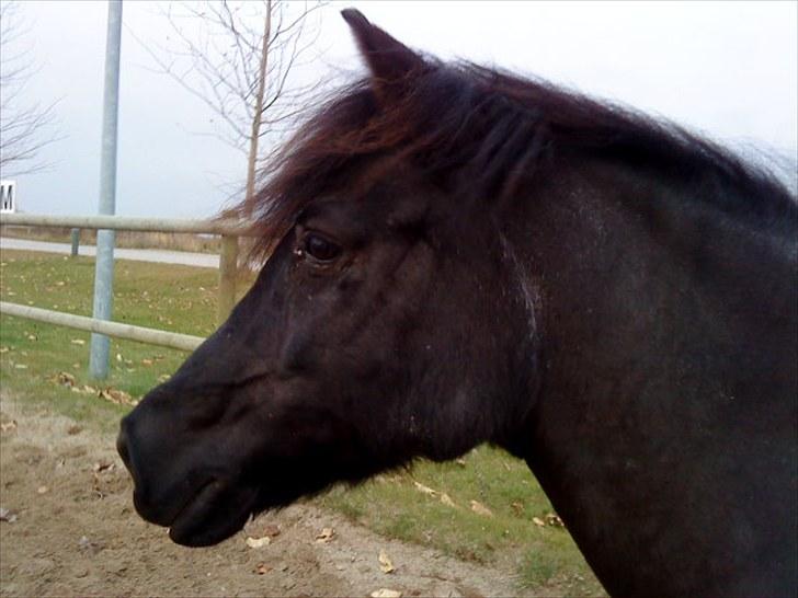 Anden særlig race Fleur billede 19