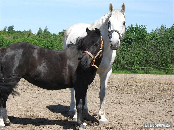 Anden særlig race Fleur billede 1