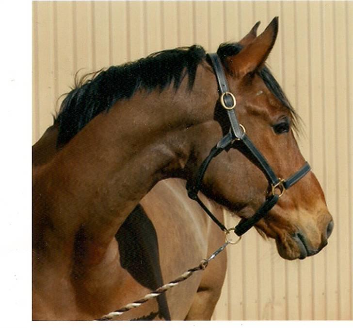 Anden særlig race Enggaarden's Prince billede 1