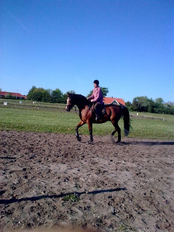 Anden særlig race Enggaarden's Prince billede 2