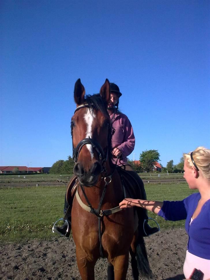 Anden særlig race Enggaarden's Prince billede 3