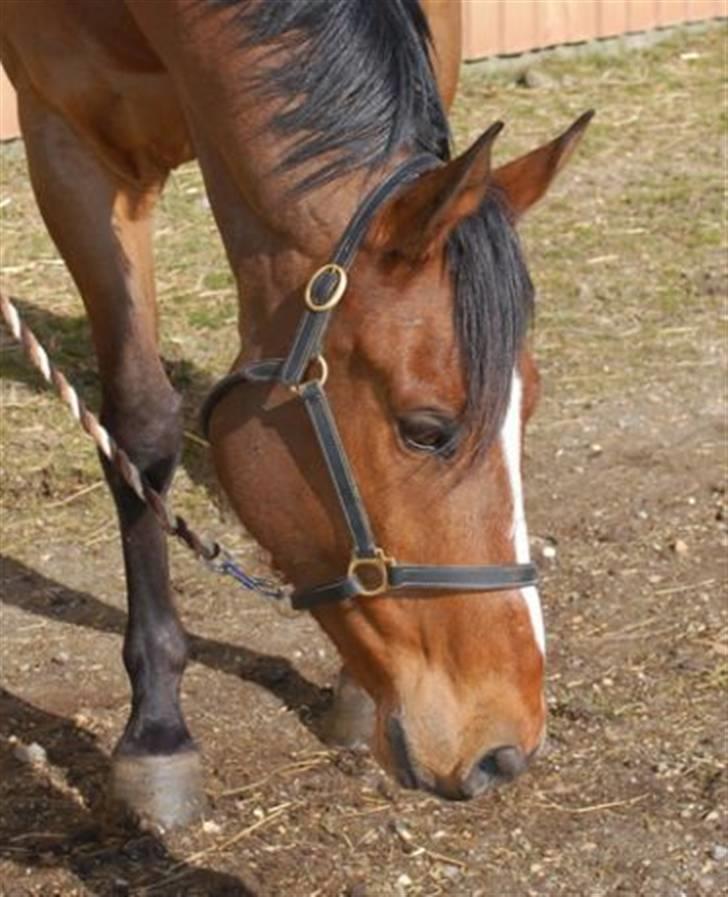 Anden særlig race Enggaarden's Prince billede 4