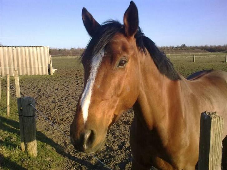 Anden særlig race Enggaarden's Prince billede 5