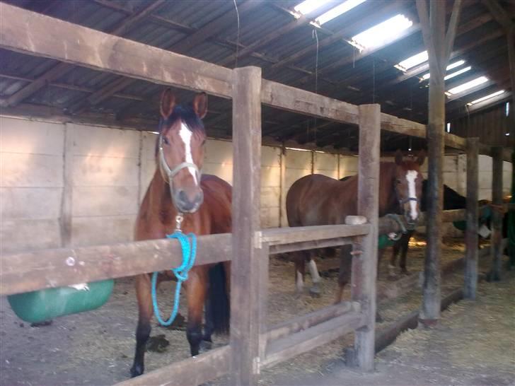 Anden særlig race Enggaarden's Prince billede 6