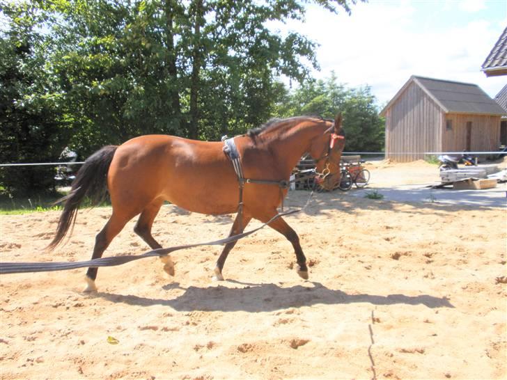 Anden særlig race Beauty - Lidt longering 8) i trav billede 8
