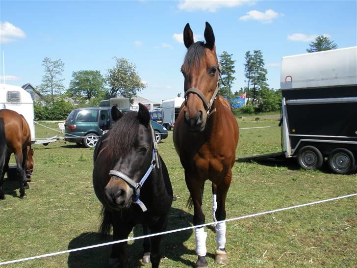 Welsh Pony (sec B) Blackie billede 10
