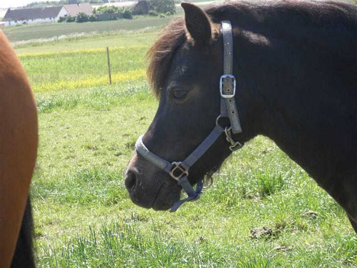 Welsh Pony (sec B) Blackie billede 11