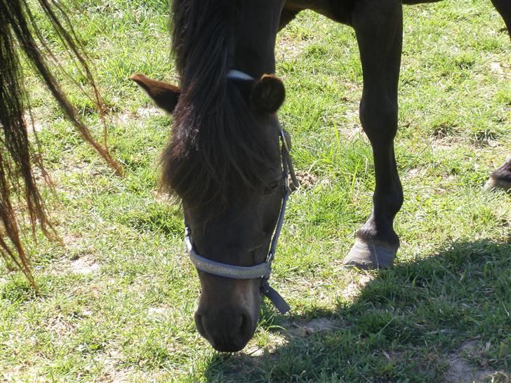 Welsh Pony (sec B) Blackie billede 12