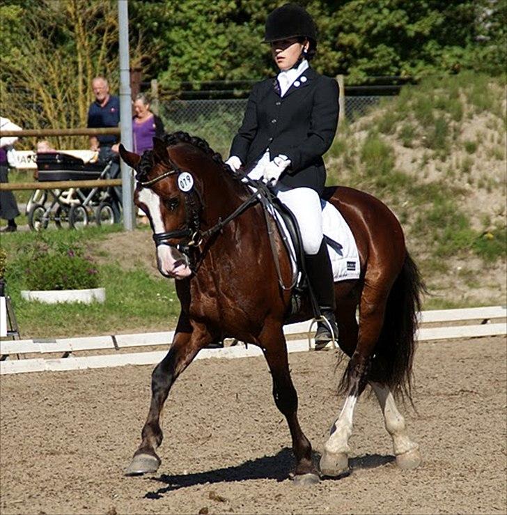 Welsh Cob (sec D) Kirz vanille Krokodille billede 7