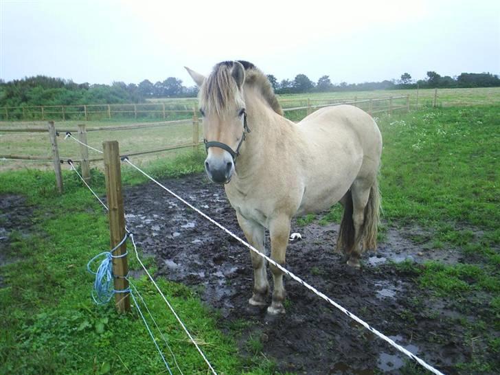 Fjordhest Melvejs Marco billede 1