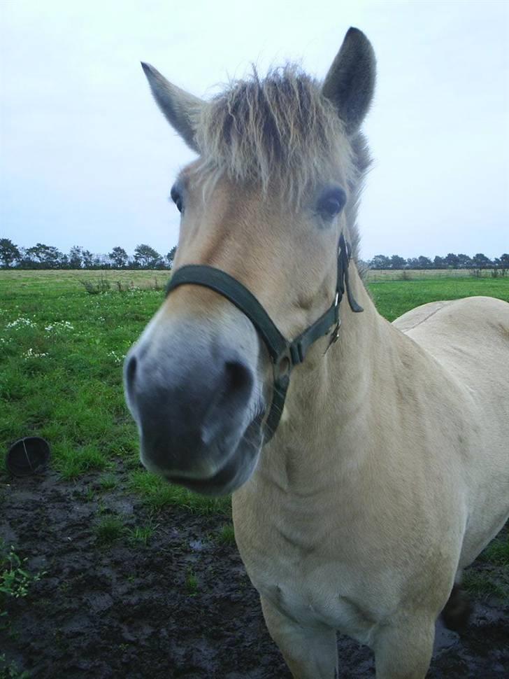 Fjordhest Melvejs Marco billede 2