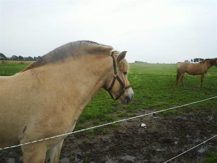 Fjordhest Melvejs Marco billede 3