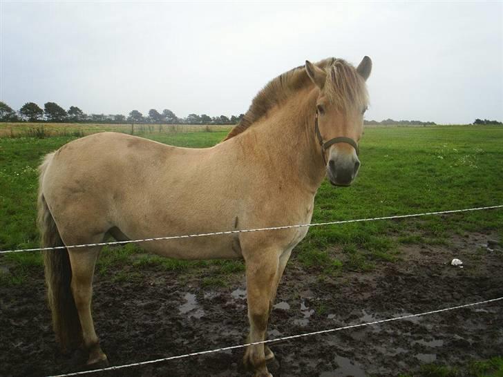 Fjordhest Melvejs Marco billede 4