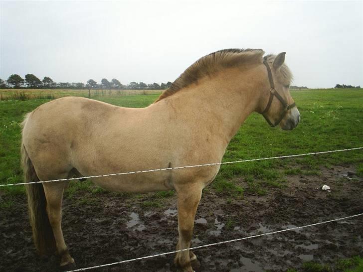 Fjordhest Melvejs Marco billede 5