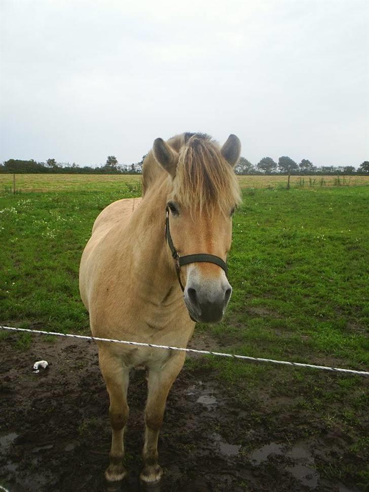 Fjordhest Melvejs Marco billede 6
