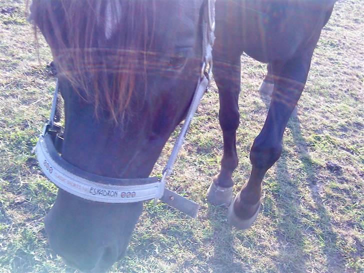 Sportsaraber (A) Beauty - Vores sidste timer :´( billede 10