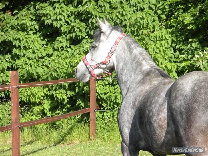 Sportsaraber (A) nefertitte |  billede 1