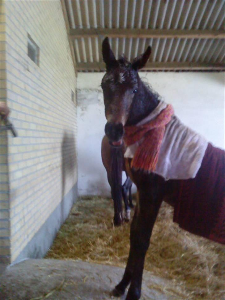 Anden særlig race Bandit billede 7