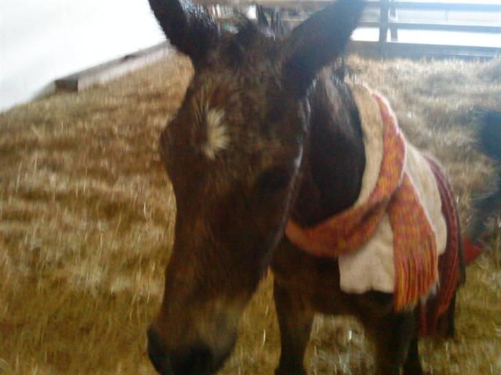 Anden særlig race Bandit billede 8