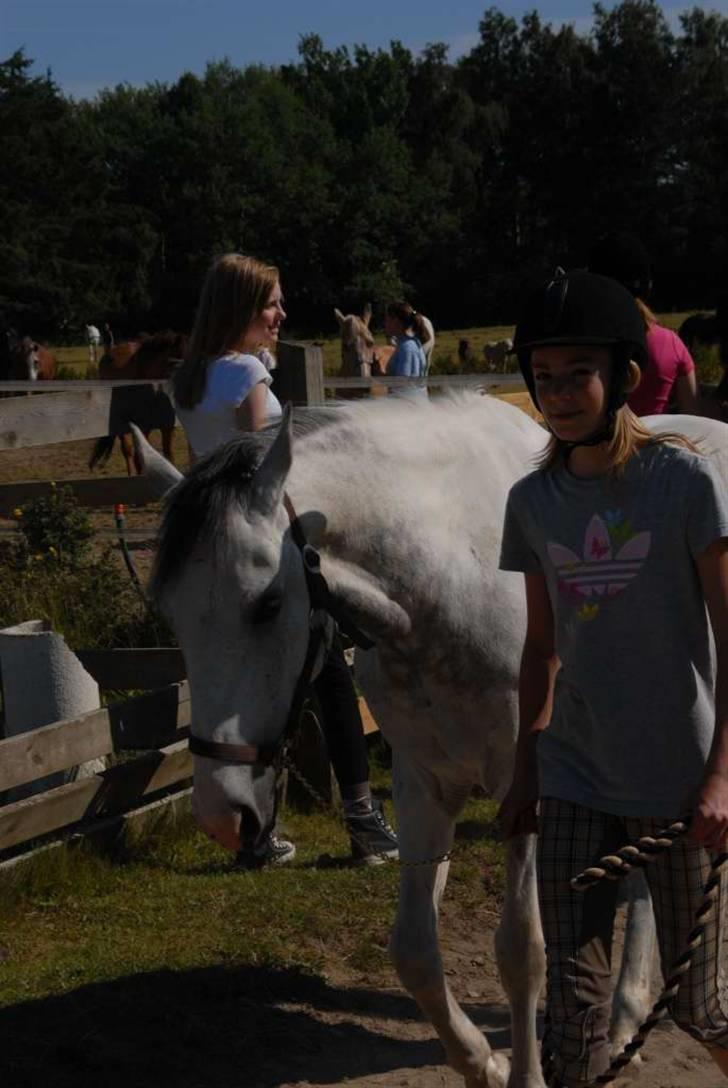 Hollandsk Sportspony Red Bull *Part*. - Hente hest fra fold :D. Ridelejr 2009. billede 2
