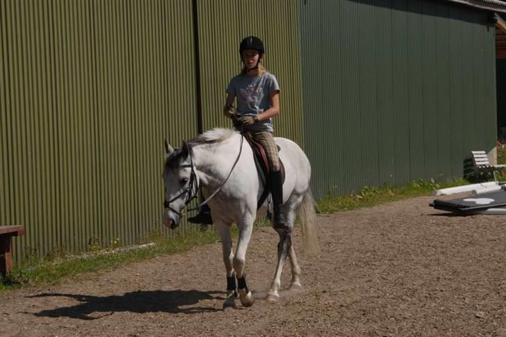 Hollandsk Sportspony Red Bull *Part*. - Ridelejr 2009. billede 3
