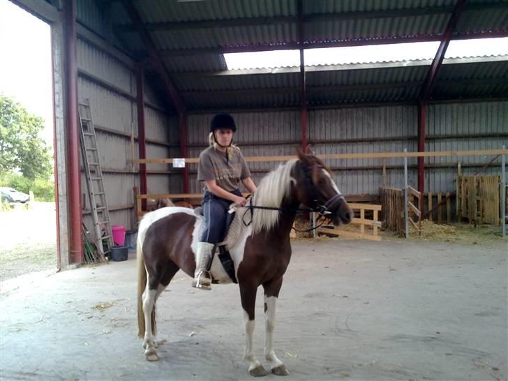 Pinto Angeliqe - aug. 09 billede 11