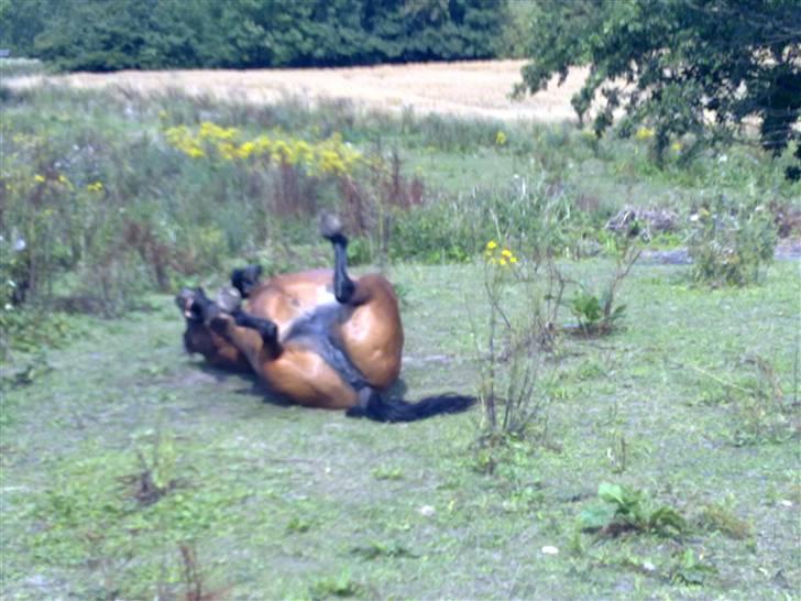 DSP Jumpy - sommer 09 billede 14